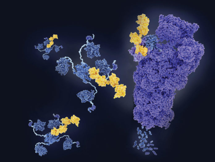 tumor suppressor