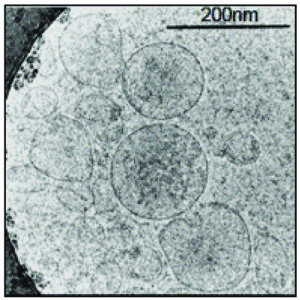 Extracellular Vesicles Harnessed As Immunotherapy Against Multiple 