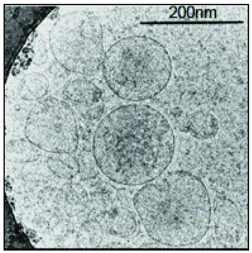 Extracellular Vesicles Harnessed as Immunotherapy against Multiple ...