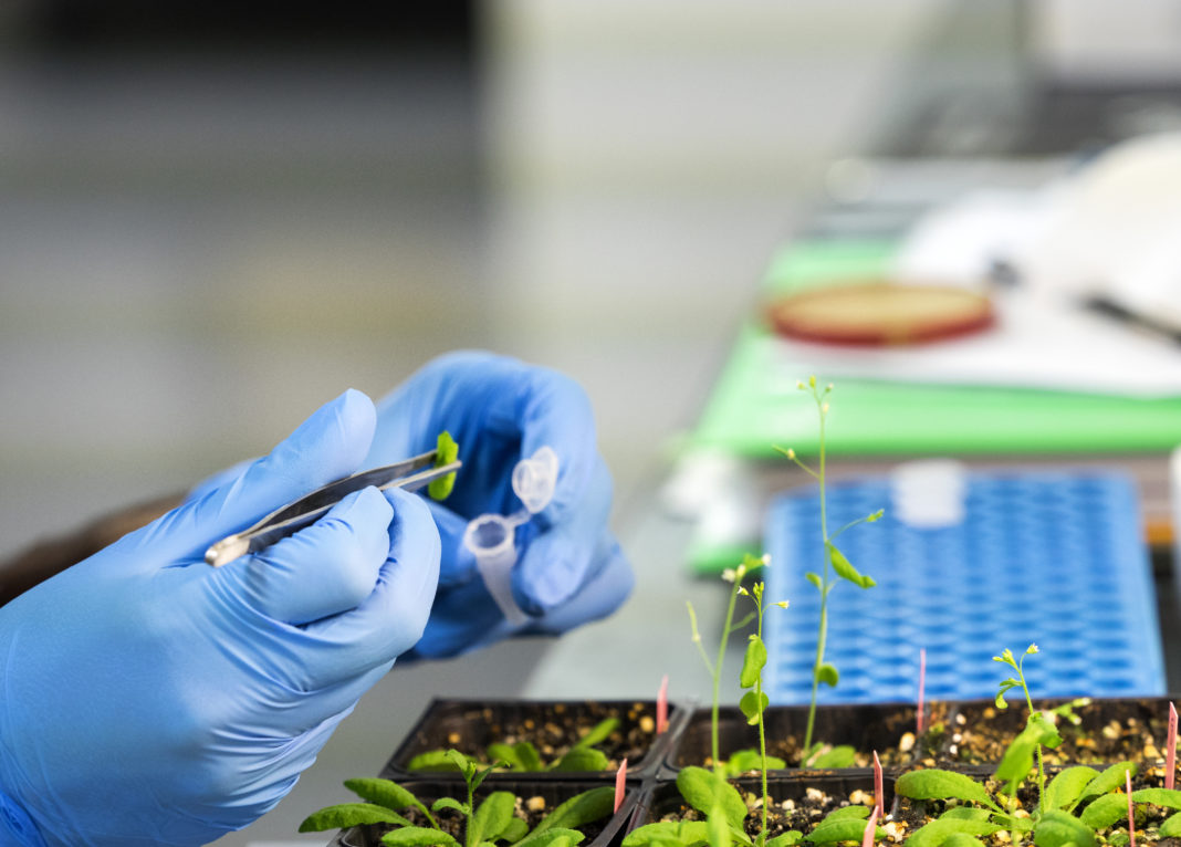 Hands of a scientific investigator in a laboratory of molecular biology realizing works of extraction of DNA in plants. Spain.