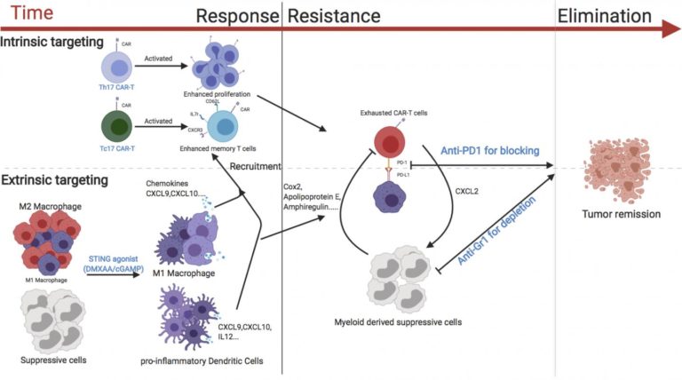 Strategy to Boost CAR T Cell Efficacy against Solid Tumors Demonstrated ...