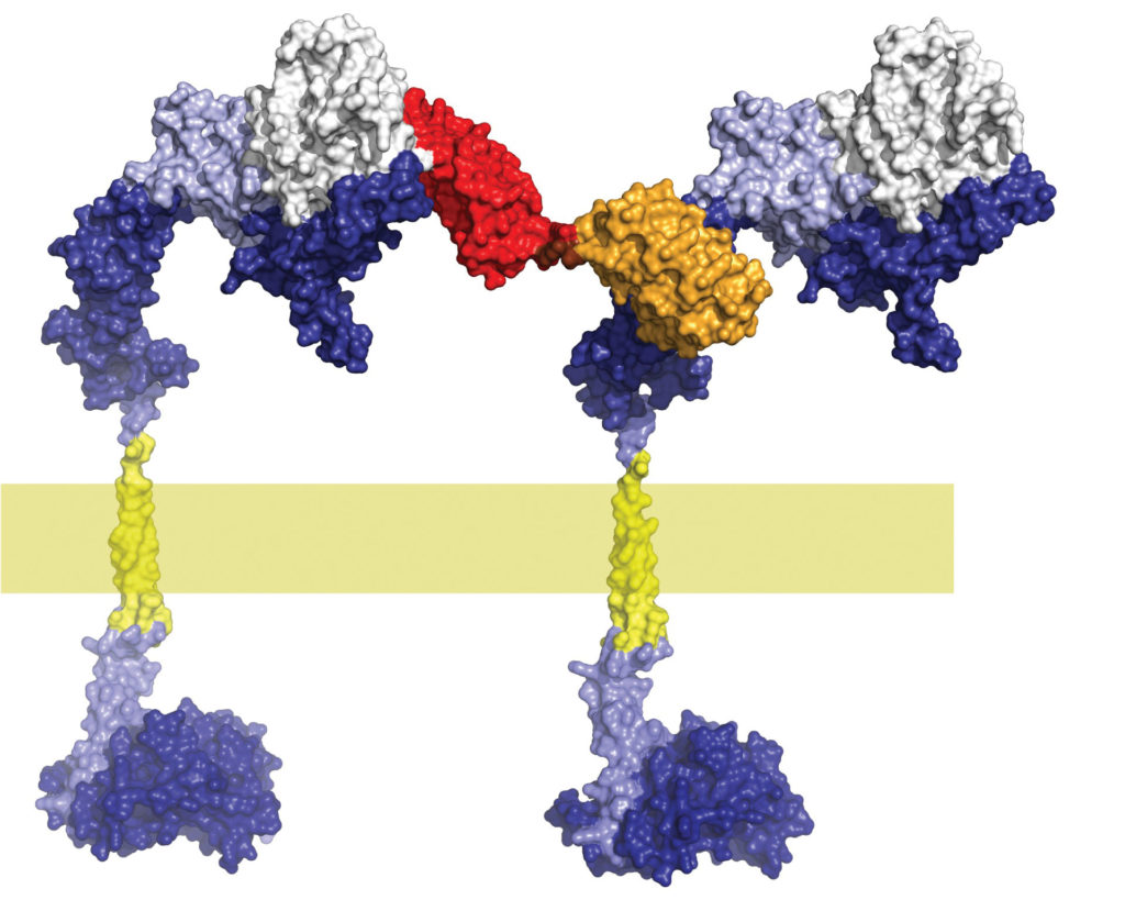 synthetic designed ankyrin repeat proteins (DARPins)