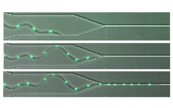 Can I Squeeze through? Disease-Causing Fungi Penetrate through Tiny