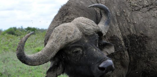 Stable flies torment livestock