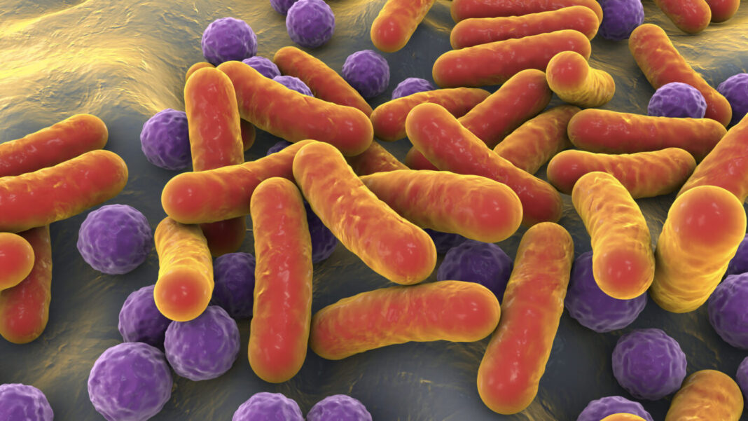 Bacteria, human microbiome