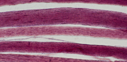 Skeletal Muscle Fibers (Cells) with Striations