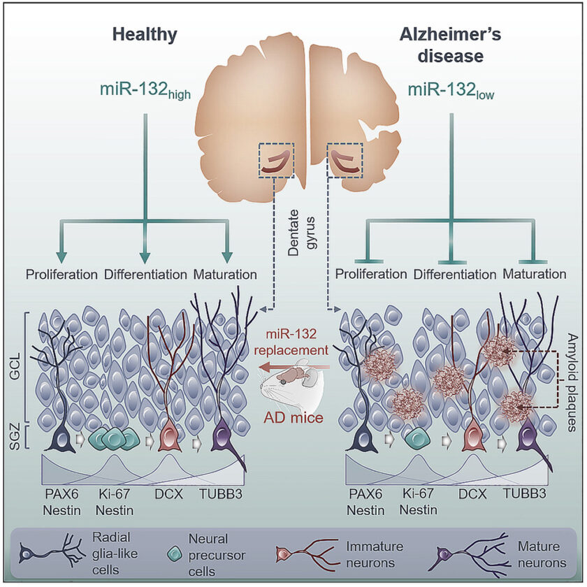 Alzheimer’s Deficits In Neurogenesis And Memory Lessened By Small Molecule