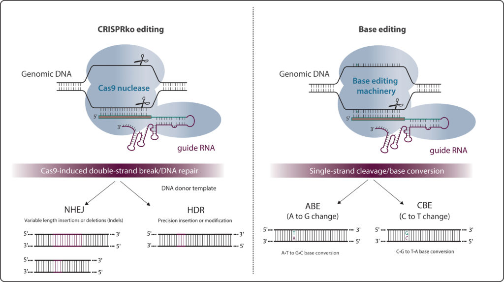 Conventional CRISPR-Cas9 gene editing