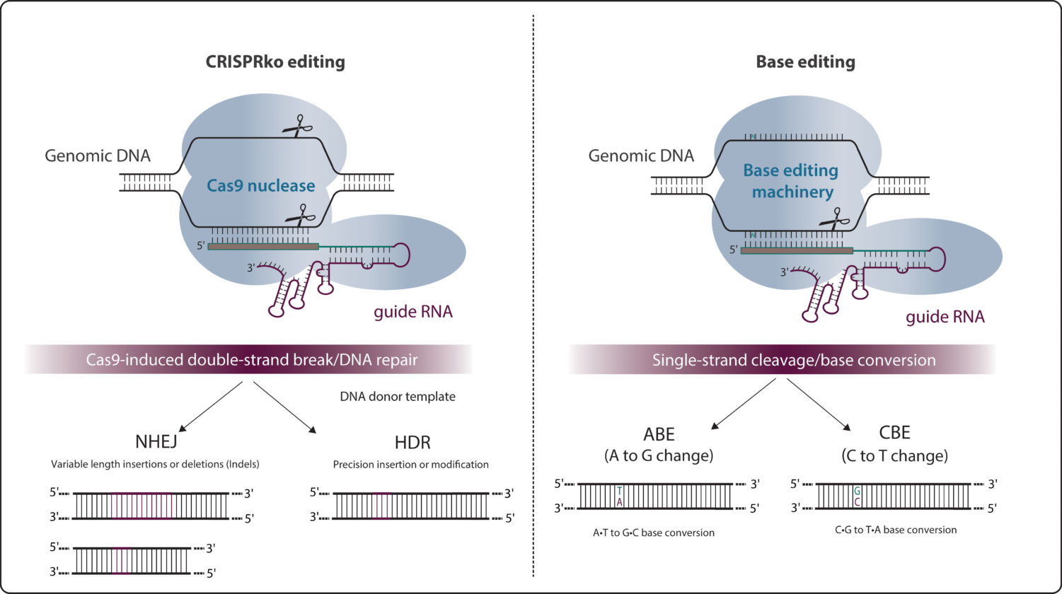 CRISPR 2.0: Base Editing In The Groove