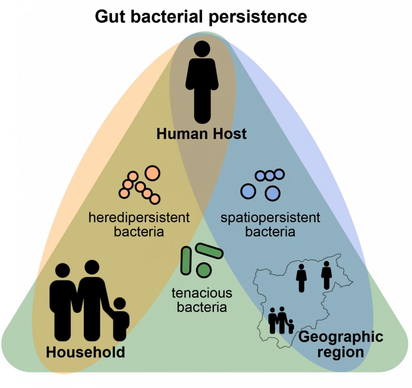 The Microbiome's Evolution Is Shaped By Dispersal Strategies