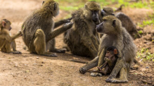 Yellow baboons grooming