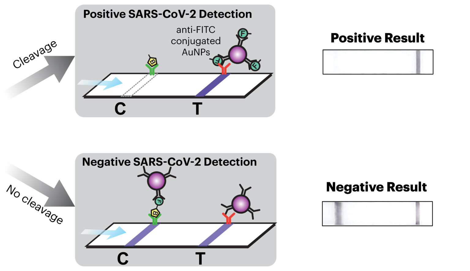 Facemask Detects SARS-CoV-2 Using CRISPR-Based SHERLOCK Technology