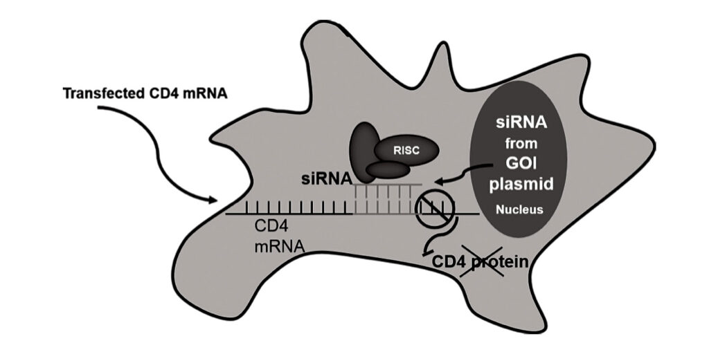 RNA-based nanoswitch technology