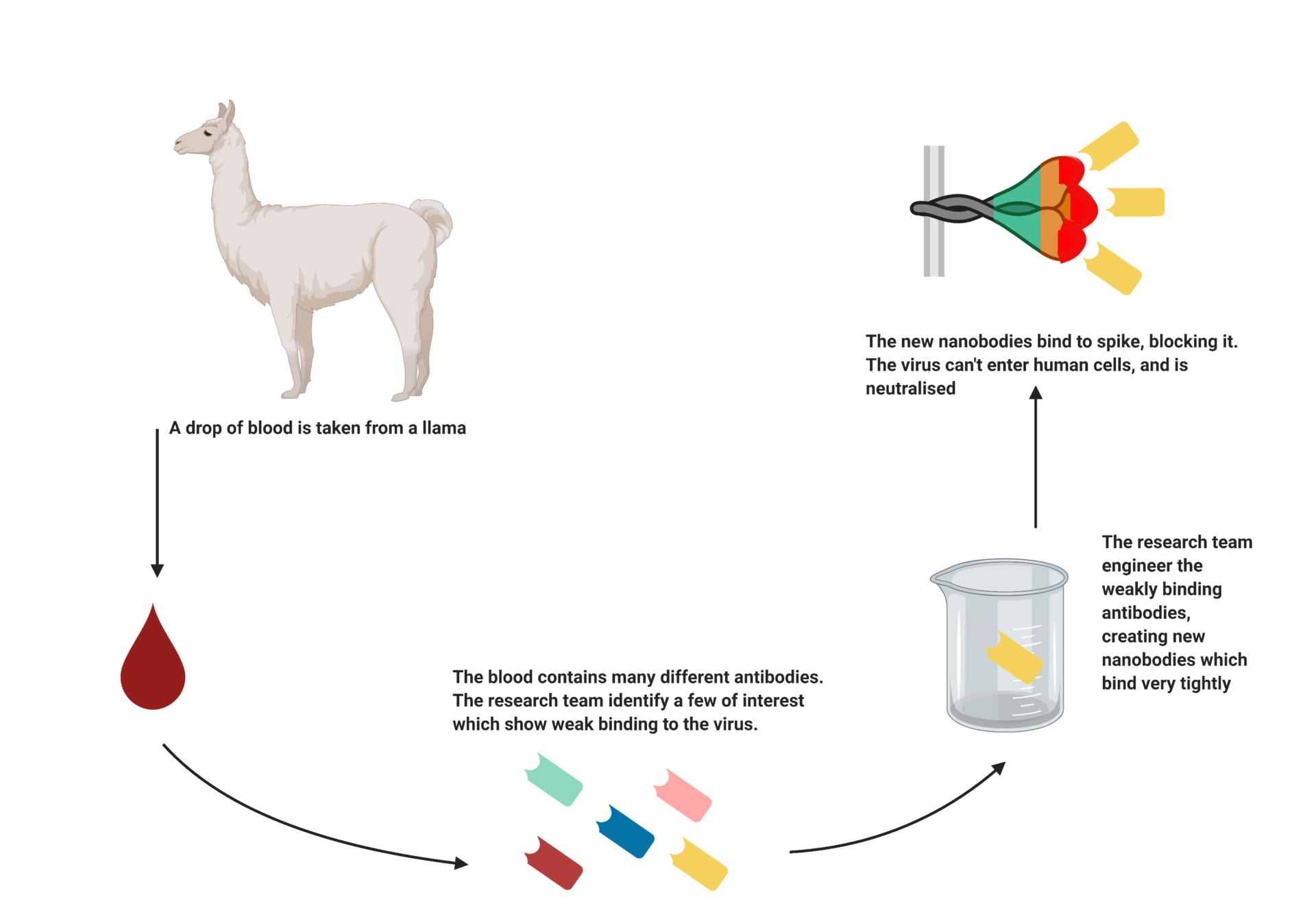 Potential COVID-19 Treatment Found In Llama Antibodies