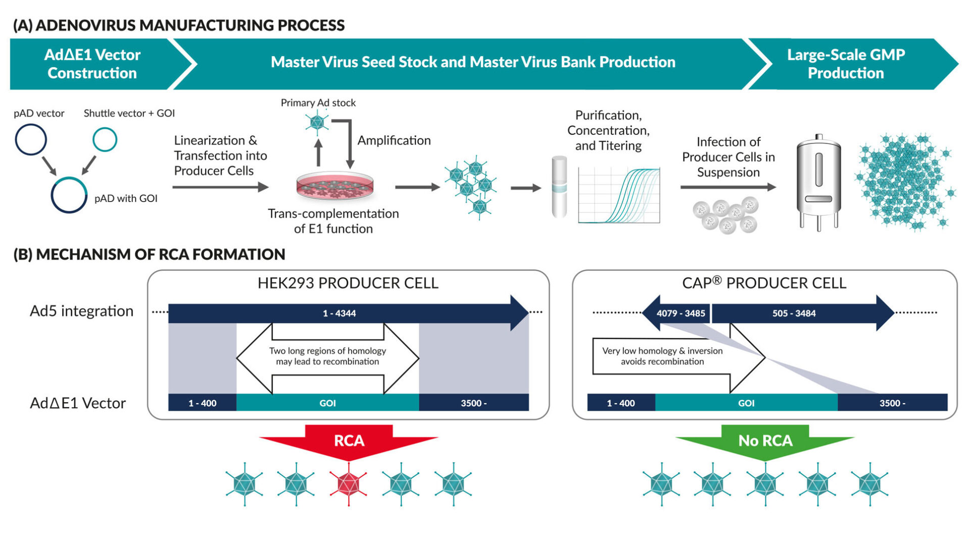 Overview Manufacturing Adenoviral Vectors At Large Scale 6376