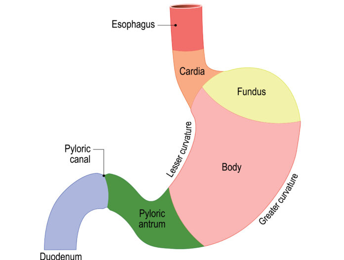 Sections of the human stomach