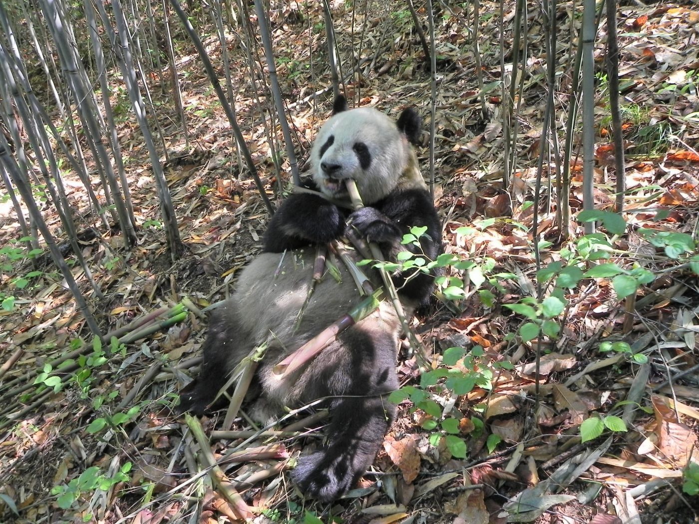 Gut Microbiome Shifts Synchronize Panda Biorhythm to Bamboo Diet