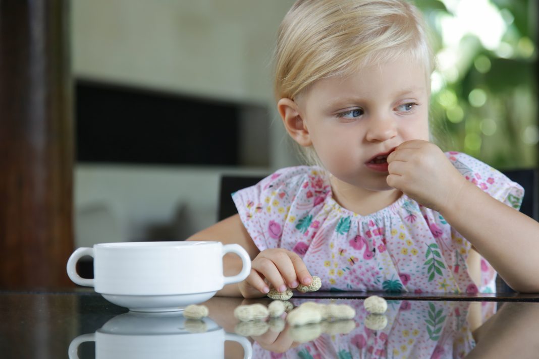 Toddler girl eating peanuts in shell on the kitchen table