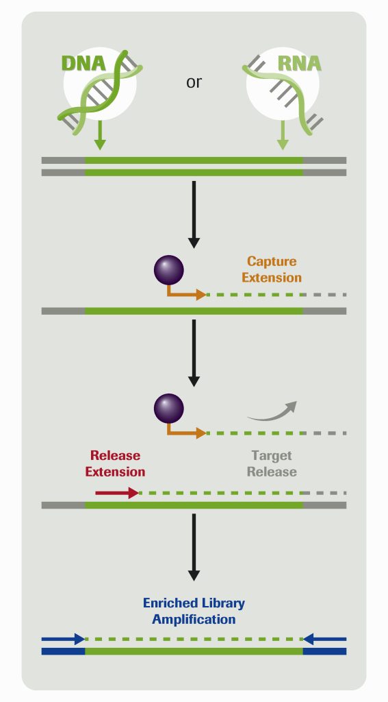 Roche's KAPA HyperPETE (Primer Extension Target Enrichment) diagram