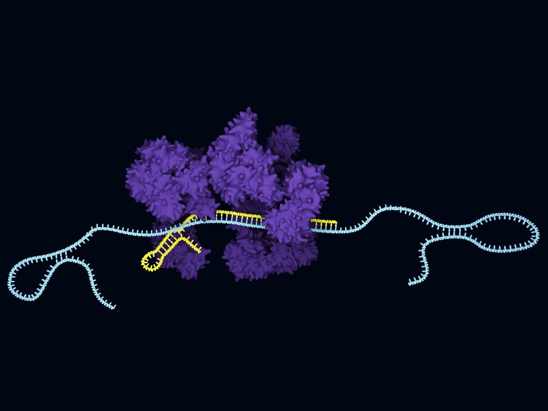 CRIPSR-Cas13a