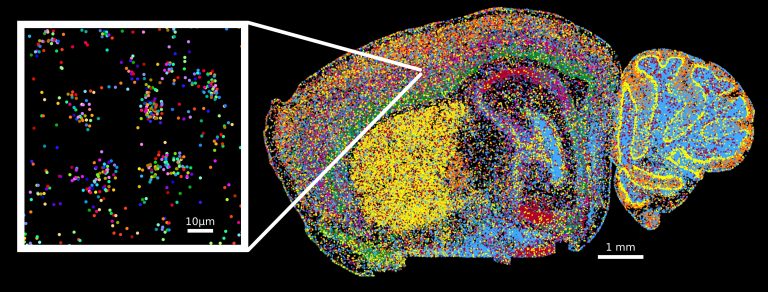 FISHing for Patterns in the Brain