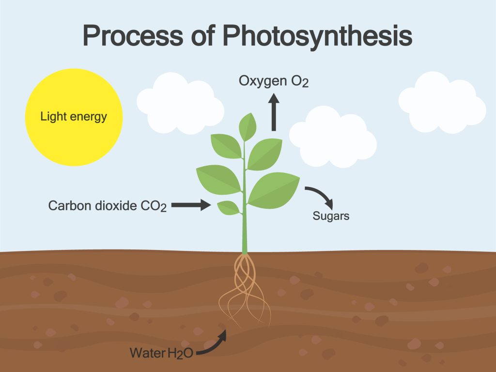 Photosynthesis May Be Improved by the Use of Ancient Enzymes