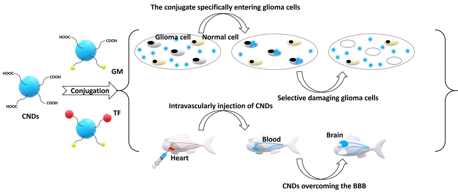 Carbon Dots for Nanomedicine