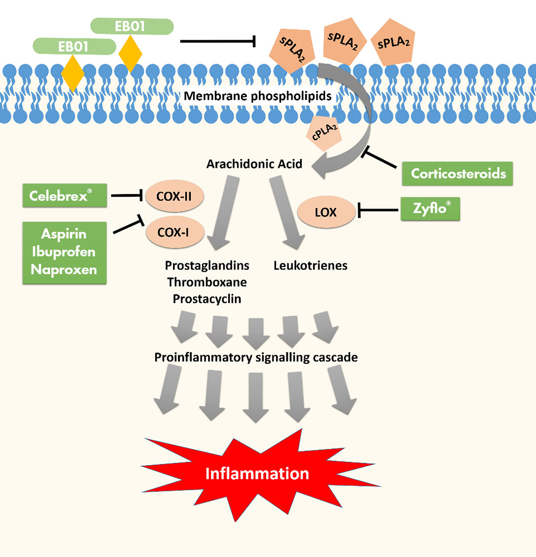 Anti-Inflammatory Drugs Demonstrate Pathway Savvy