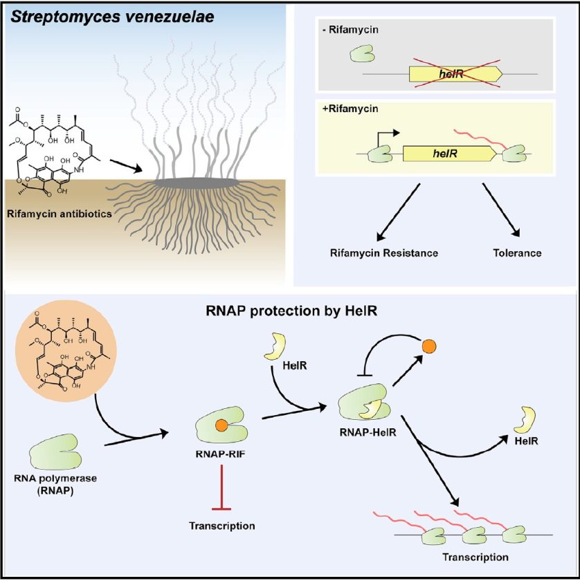 Rifamycin-Resisting Trick Discovered In Bacteria