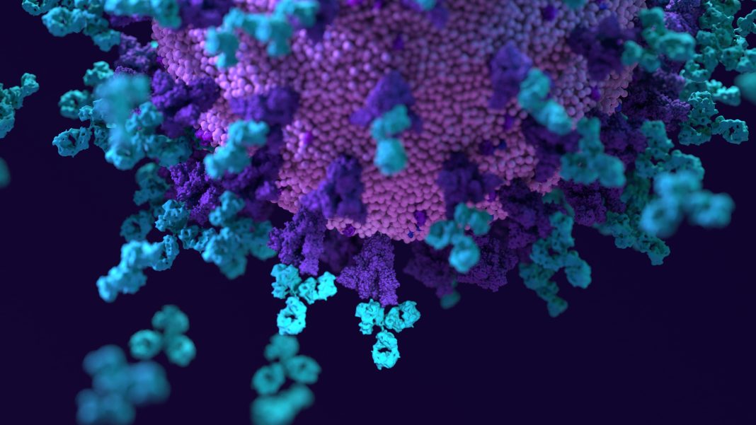 Antibodies work to neutralize SARS-CoV-2 by binding to the S protein and blocking entry (ACE2)  into a host cells