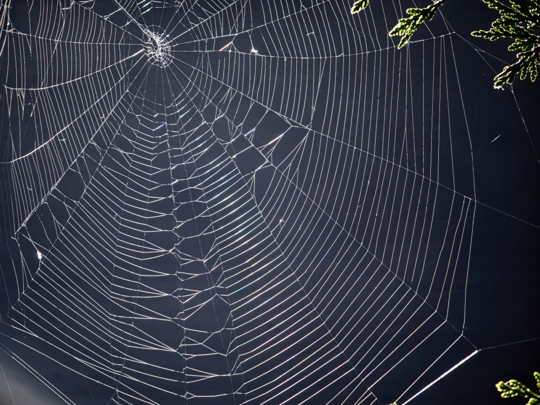 Light Through Spider Web