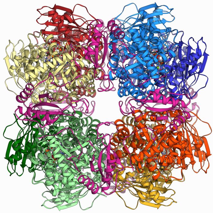 Rubisco enzyme molecule