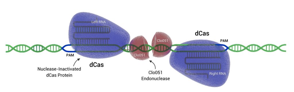 Demeetra AgBio’s Cas-CLOVER gene editing technology