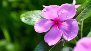 Madagascar periwinkle (Catharanthus roseus) flower blooming in the garden