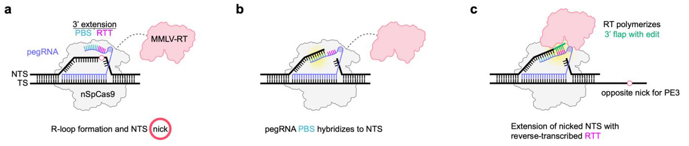 Split Prime Editing Broadens Research And Therapeutic Uses