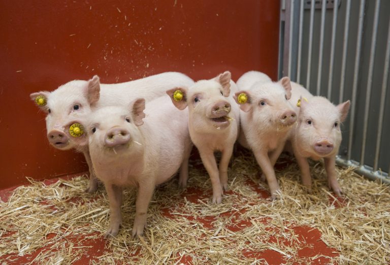 Cloned Minipigs Support Fourth Gene Mutation as Causal for Alzheimer’s Disease