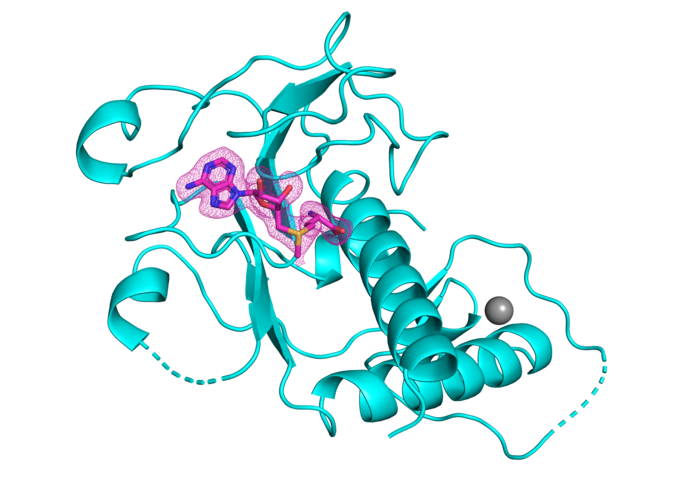 SARS-CoV-2 Enzyme’s Crystal Structure Paves Way to New Antivirals