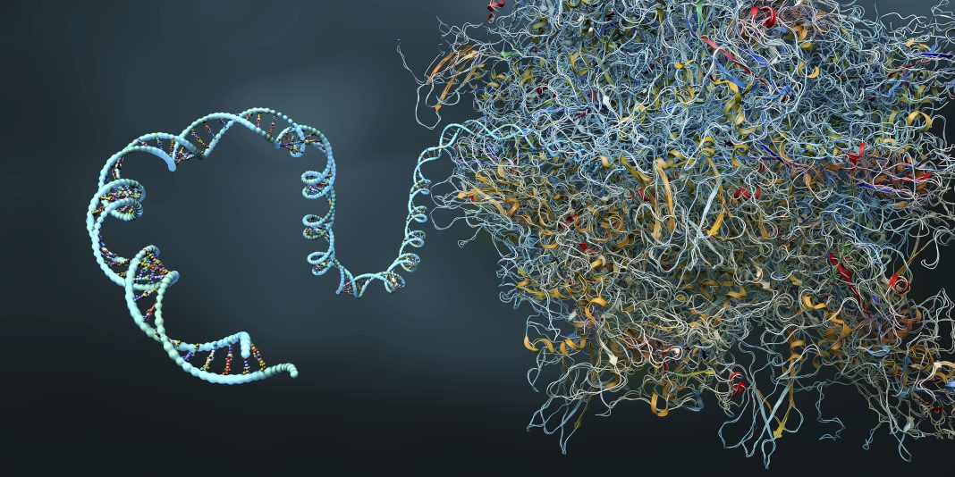 Ribosome, illustration