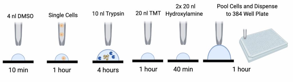 nano-ProteOmic sample Preparation (nPOP) illustration