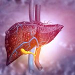 Study Reveals a Trio of Immune Cells Vital in Response to Liver Cancer  Immunotherapy