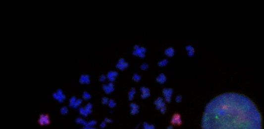 chromosomes that have been altered using CRISPR-Cas9 genome engineering and fused back together