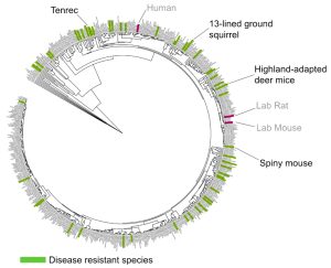 Naturally Disease Resistant Species illustration