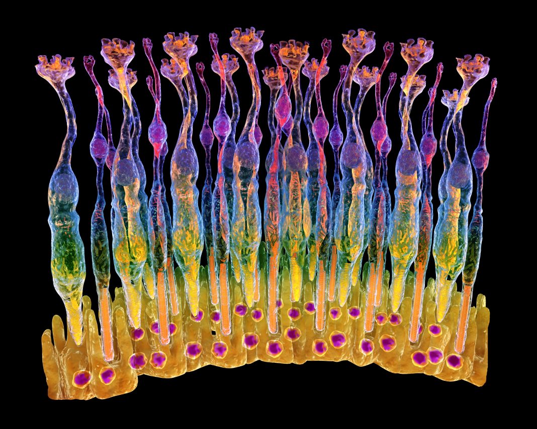 retinal epithelium