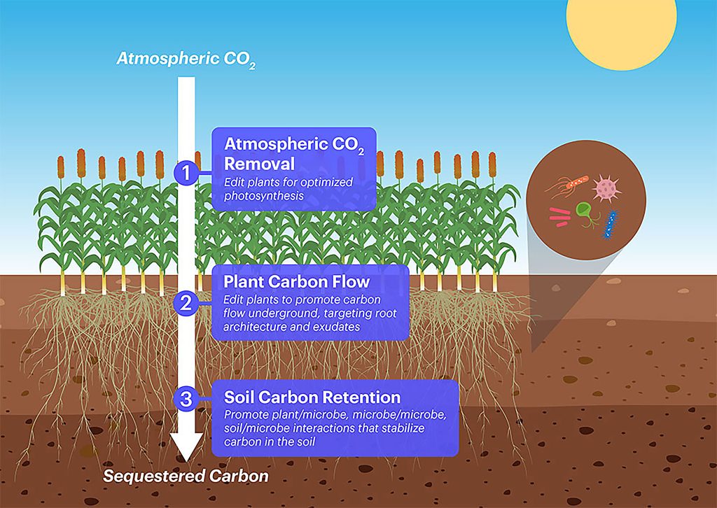 Rhizosphere engineering for soil carbon sequestration: Trends in Plant  Science