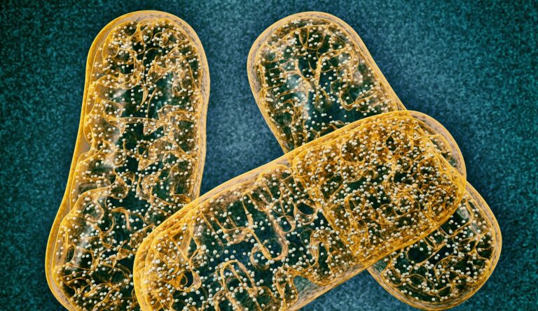 Rewired Mitochondria Help Mice Boost Immune Response to Tumors