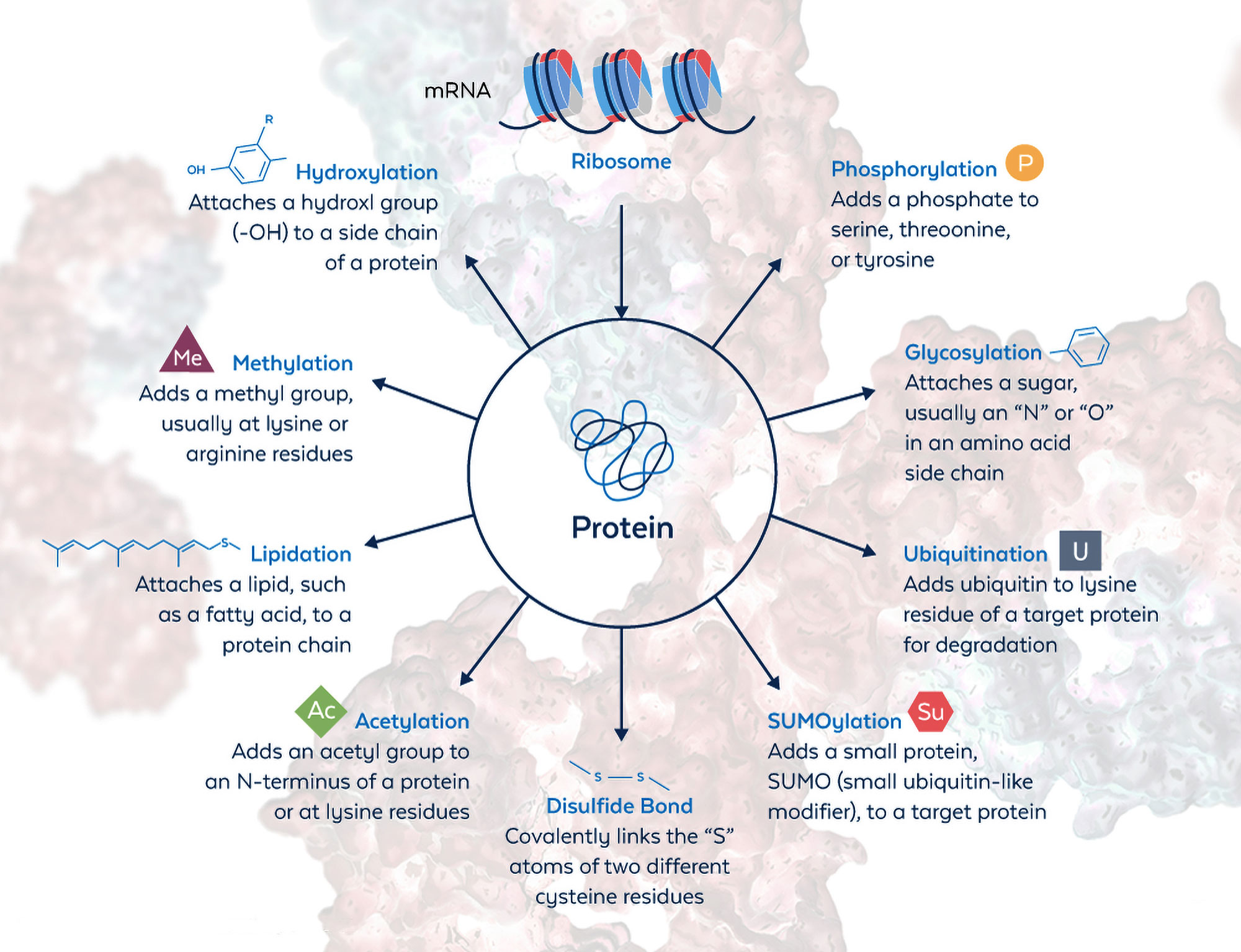 In Pursuit Of Rare, Subtle, And Fleeting Post-Translational Modifications