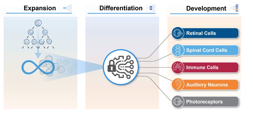 Cell Differentiation illustration