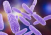 Gut Check: Compounds from the Human Gut Microbiome Could Fight Drug-Resistant Bacteria