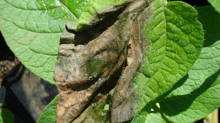 Plant Pathogen Tree of Life Assembled