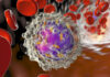 Stem Cells and Reprogramming in Human Acute Leukemia